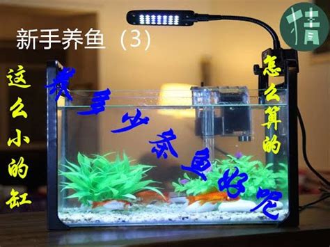 2尺缸可以養幾隻金魚|魚缸養多少魚合適，這個公式告訴你，再也不用請教別。